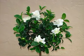 花市和网购的盆栽栀子花很容易消苞黄叶，教你正确处理，花朵常开图片