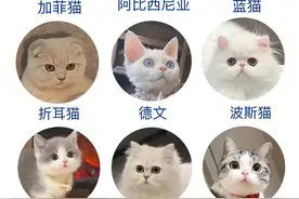 不养猫的人 vs 养猫人眼中的猫猫图片