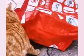 小橘猫掉入水中奄奄一息，母猫舔舐1小时后出现奇迹：母爱太伟大图片