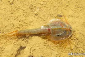 这些水中的小动物，是不是你的“童年之谜”？图片