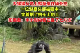 笑麻了！广西网红丢那猩砸中游客又上热搜，网友：幸好不是猿粪图片