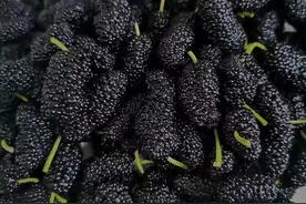 有喜欢自己泡桑果酒的吗？不会泡的来看看我是怎么做的。图片