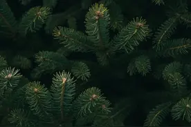 死松树为什么不能做柴烧？图片