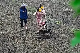 女子穿旗袍短裙下田，光脚开拖拉机耕地，网友：为了流量无下限图片
