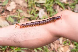 蜈蚣为何惧怕公鸡？被蜈蚣咬后，擦点鸡冠血真的可以去蜈蚣毒吗？图片