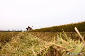 秸秆应该怎么处理？说说我的看法和做法，这4种方法就很不错图片