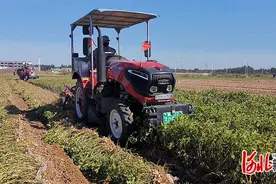 「唐山市农业品牌展示」之滦州花生：23万亩喜获丰收 助力农户“落地生金”图片