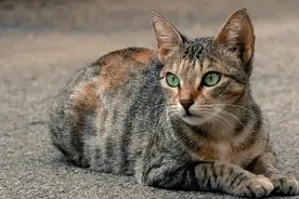 为什么俗话总说“自来猫”养不得？原来有这些讲究图片