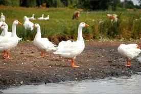 目前，鹅蛋价格全线飘绿，养100只鹅，每年卖鹅蛋能赚多少钱？图片