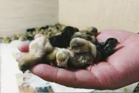 小美女客厅养一窝宠物鸡一天捡蛋七八个，体重只有50克，大有可为图片