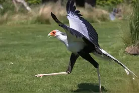 比蜜獾还凶残的非洲“蛇鹫”，一脚踢死黑曼巴，吃蛇就像吃辣条？图片