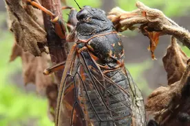 蛰伏地下几十个月，一开口就惊艳了我整个夏天图片