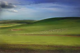 对华出口猛增，俄罗斯牛肉“香”在哪儿？图片