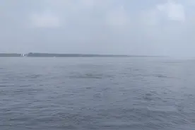 野生甲鱼常识（三）图片