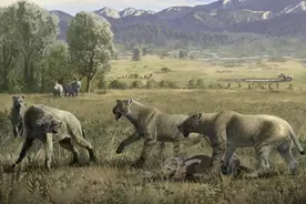 走出青藏——破解剑齿虎群居行为起源之谜图片