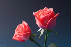 不管夫妻还是情人，相爱的最高境界，其实只有四个字图片
