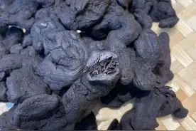 三程道长九蒸九晒密制黄精七七四十九天完成图片