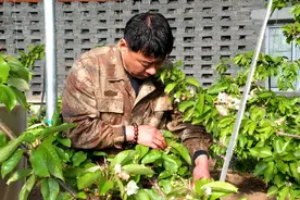 阿荣旗霍尔奇镇：樱桃花开俏争春 绽放增收幸福年图片