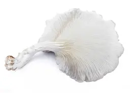 肺结节cm大还是mm大？图片