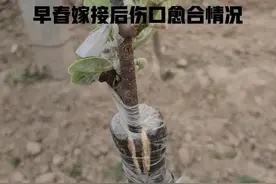 陕西产区猕猴桃大树高接换头什么时间最好？图片