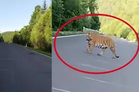 拍照被扑车！吉林男子驾车遇东北虎，东北虎有多猛，人能战胜吗？图片