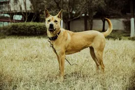 选狗有方法，老祖宗有四大古诀，教你挑到好狗图片