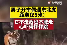 （视频）男子开车遇老虎相隔5米：它不走我也不敢走，心吓得怦怦跳图片