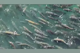 三峡坝区大鱼横行，大量“水老虎”引发担忧，专家：无须人为干预图片