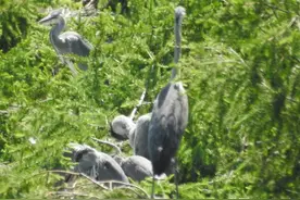 辽阳苍鹭雏鸟即将长大离巢，志愿者为其保驾护航 | 绿会保护地图片