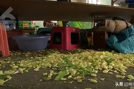 云南多地现"口水蚕豆"！被举报后老板语出惊人图片