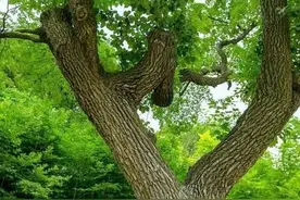 到太行山去寻找降龙木图片