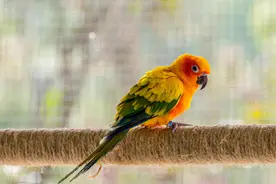 已有多人确诊“鹦鹉热” ，出现高烧、乏力症状，传染性有多强？图片