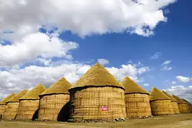 千年前的粮食，竟被考古工作者培育发出了新芽！中国储粮震惊世界图片