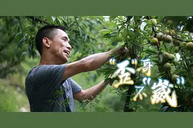 百姓故事丨“歪”哥不“崴”！身残志坚，他把巫山脆李销往全国图片