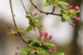 NPD的十二种表现特征图片