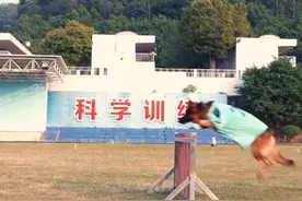 这条狗，每天准时接娃放学，监督写作业，为主人家操碎了心图片