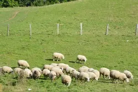 养20只羊和种20亩地，哪个更划算？图片