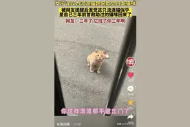 妹子救流浪猫后搬家，它却在原地等了三年…网友：相当于花25年找你！图片