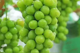 阳光玫瑰葡萄特性与栽培技术图片