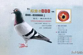 赛鸽常胜将军鲁宾逊的问答图片