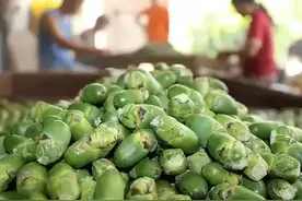 我国随处可见的槟榔，在国外被明令禁止，槟榔的未来该何去何从？图片