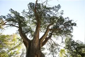 秋日观京城这些古树，感受城市“活文物”图片