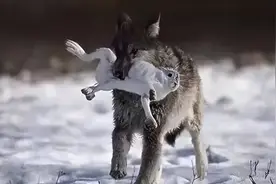 母狼产崽时缺食，老猎人砍下野猪头丢进狼窝，一年后狼群竟来报恩图片