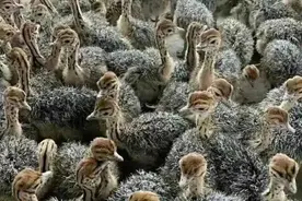 养殖鸵鸟可行吗，究竟能不能挣钱图片