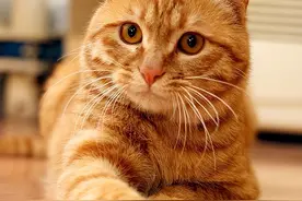 为什么这么多人养“黄狸猫”？养了才知道，捡到个宝贝了图片