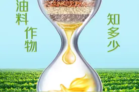 图说 | 油料作物知多少图片