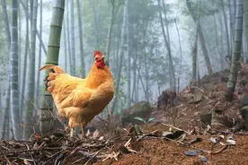 母鸡学公鸡叫，命运会有转机？图片