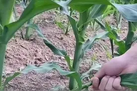 玉米丫到底用不用掰？一直有争议的话题，正确答案来了图片