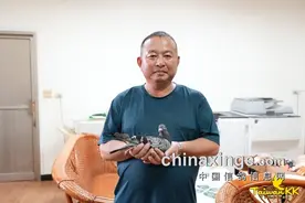 台湾南海大合兴五关鸽王冠军 表现神奇图片