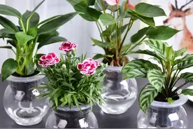 如何养好水培植物？掌握这几点，颜值翻倍，适合办公室白领操作图片